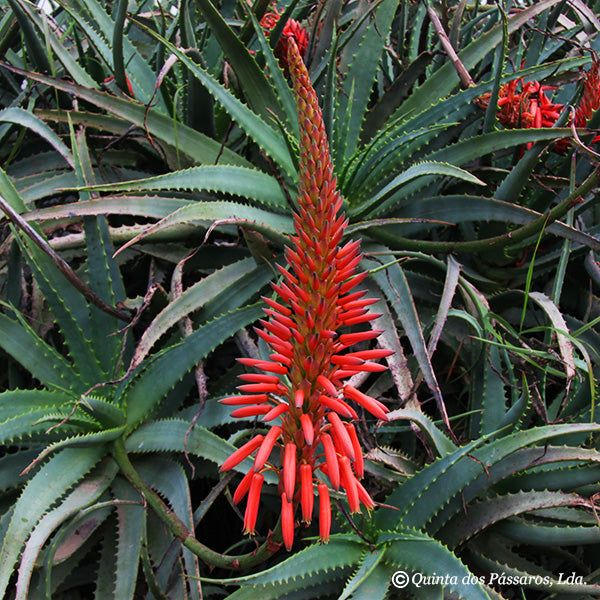 Aloe arborescens ca. 500g