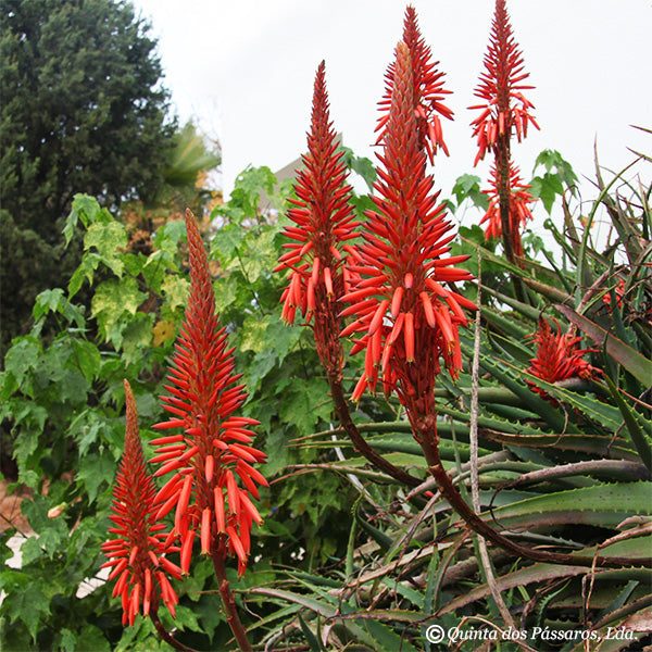 Aloe arborescens ca. 500g - Image 2
