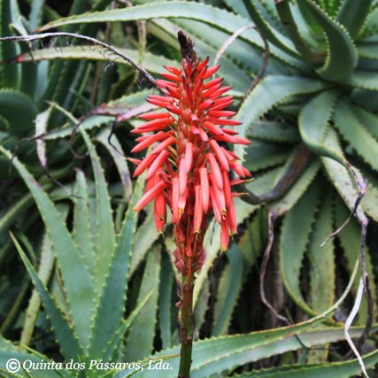 Aloe arborescens ca. 500g - Image 3