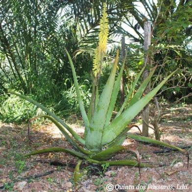 Aloe vera, Barbadensis miller - Image 4