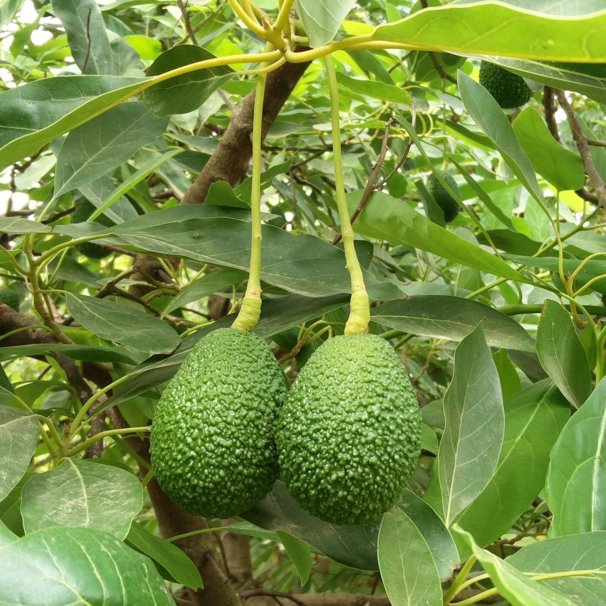 Avocados Hass / Abacate hass, Kg - Image 2