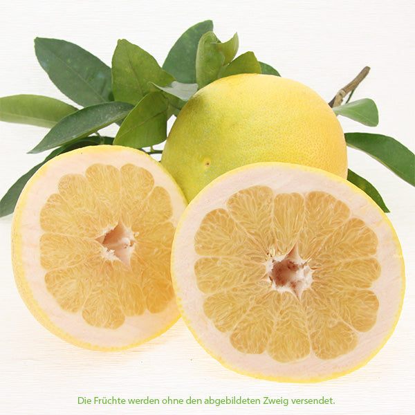 Grapefruits weiß-rose / Toranja branca, Kg