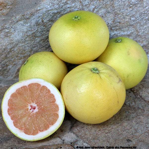 Grapefruits weiß-rose / Toranja branca, Kg - Image 2