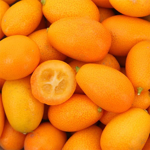 Kumquat, Zwergorange / Kumquats, unidade