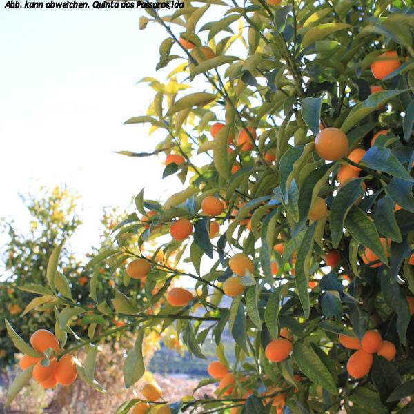 Kumquat, Zwergorange / Kumquats, unidade - Image 2