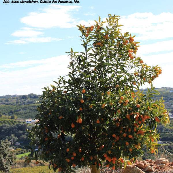 Kumquat, Zwergorange / Kumquats, unidade - Image 3