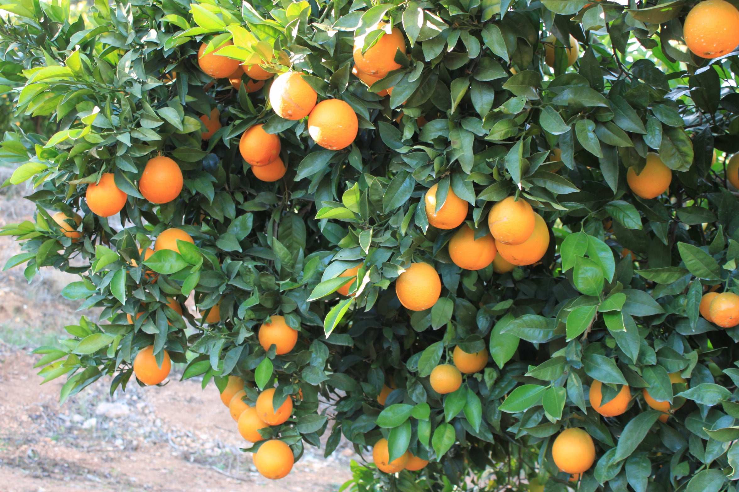 Navel Orangen / Laranja, Kg - Image 3