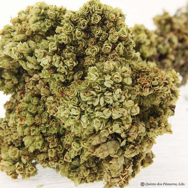 Oregano Strauß / Oregãos ramo, unidade