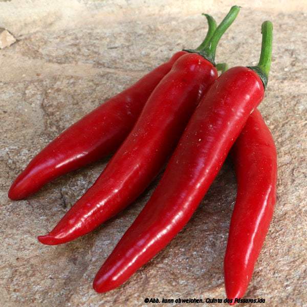 Peperoni / Pimenta-malagueta, unidade