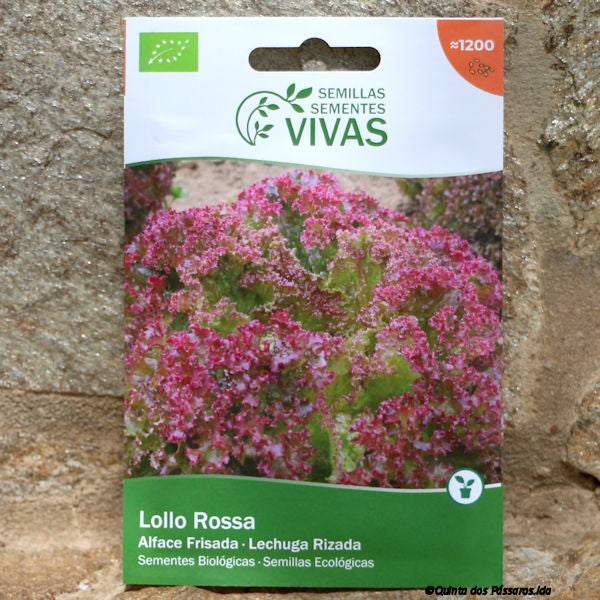 Salat Lollo Rossa Saatgut / Sementes de alface lollo rossa, Bio, unidade
