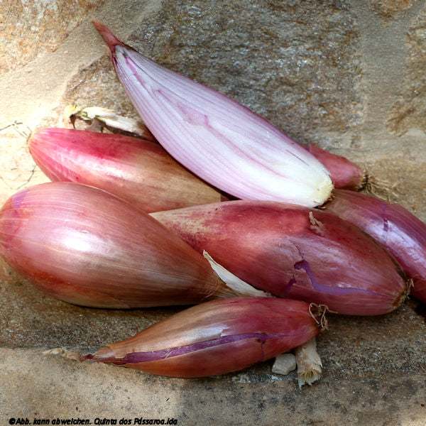 Schalotten, Zwiebel / Chalota