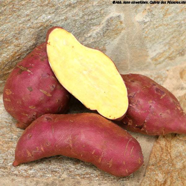 Süßkartoffeln gelb / Batata doce amarela