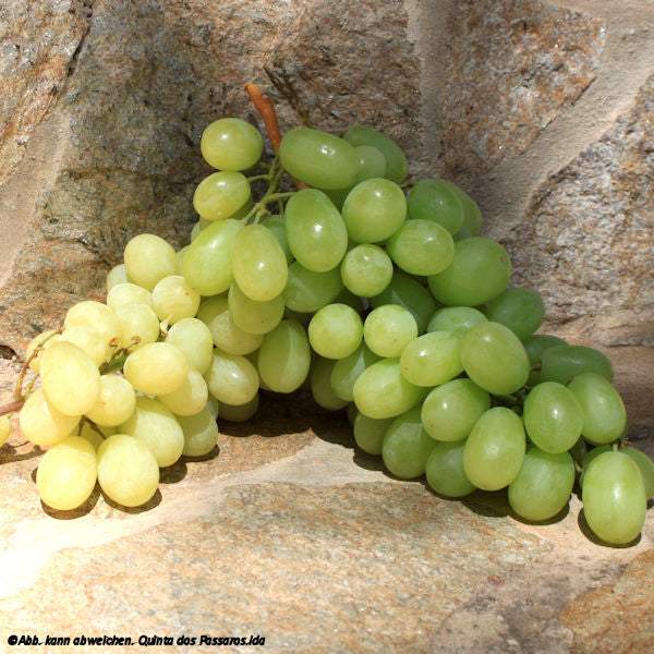 Weintrauben hell / Uvas brancas, unidade